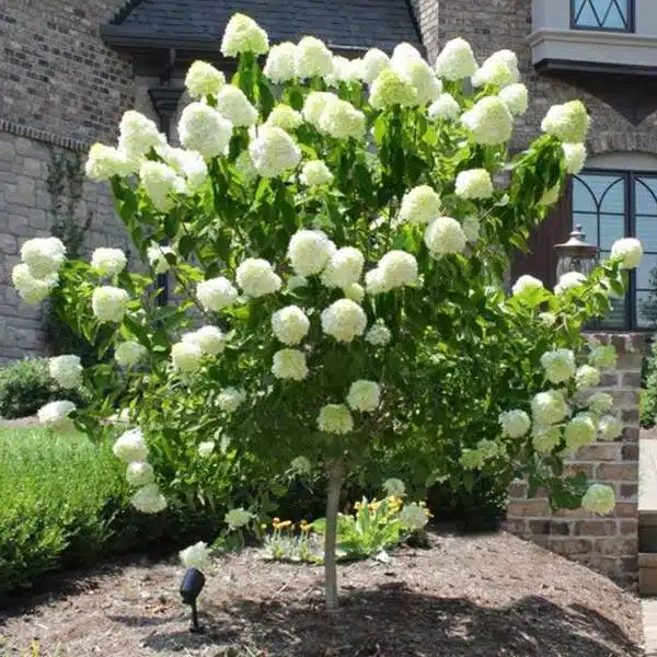 Hortenzia metlinatá phantom na kmienku | záhradníctvo garden team Hortenzia metlinatá phantom na kmienku
