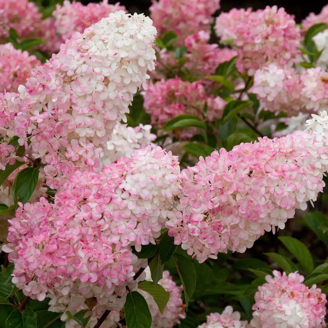 Hortenzia metlinatá na kmienku ružová | záhradníctvo garden team Hortenzia metlinatá na kmienku ružová