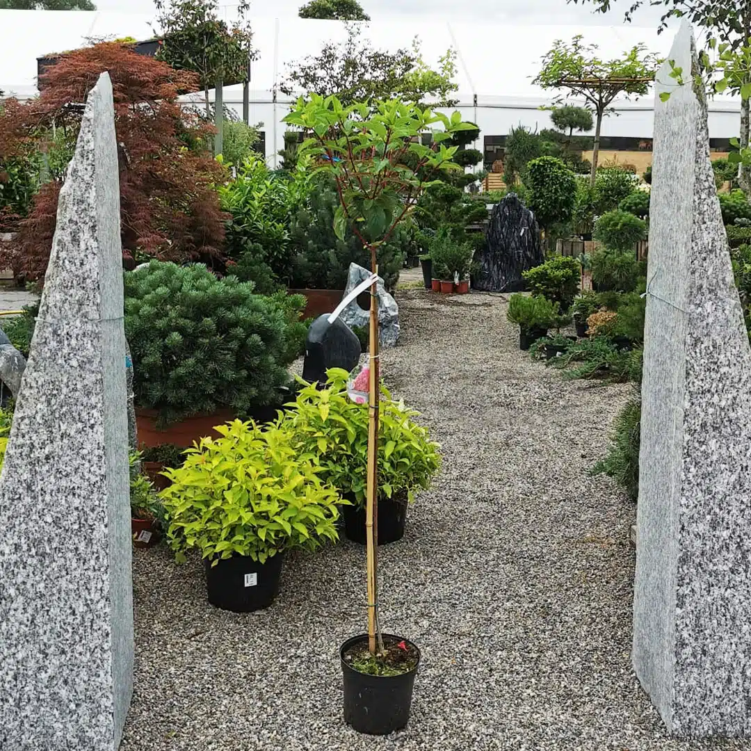 Hortenzia metlinatá na kmienku ružová | záhradníctvo garden team Hortenzia metlinatá na kmienku ružová