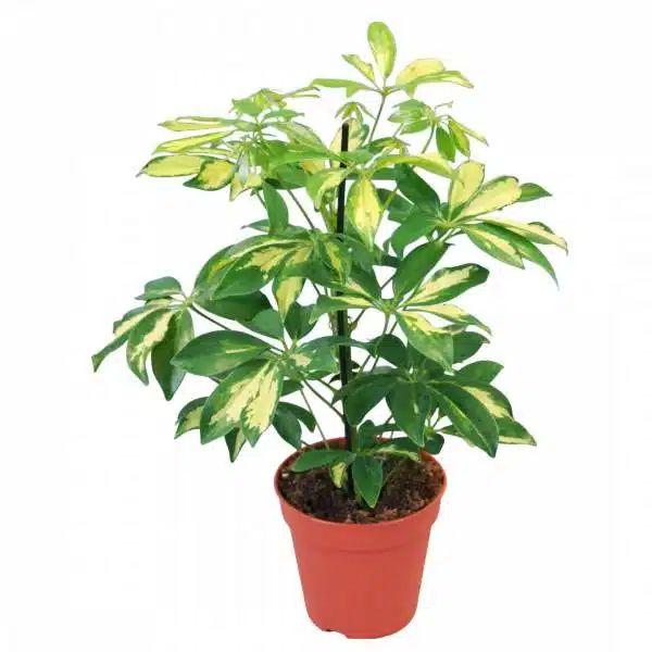Schefflera Charlotte