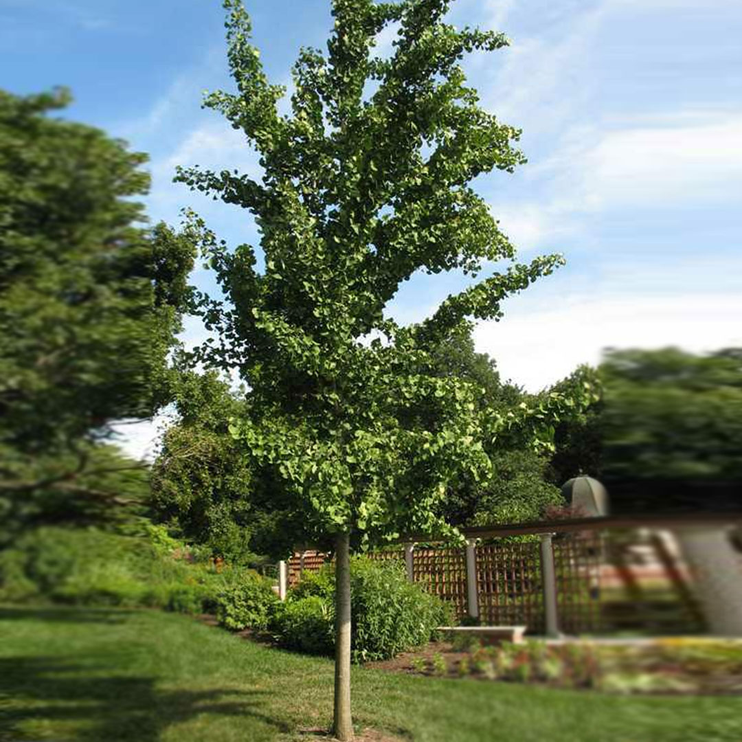 Ginko dvojlaločné princeton sentry | záhradníctvo garden team Ginko dvojlaločné princeton sentry