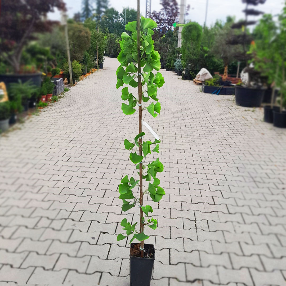Ginko dvojlaločné princeton sentry | záhradníctvo garden team Ginko dvojlaločné princeton sentry