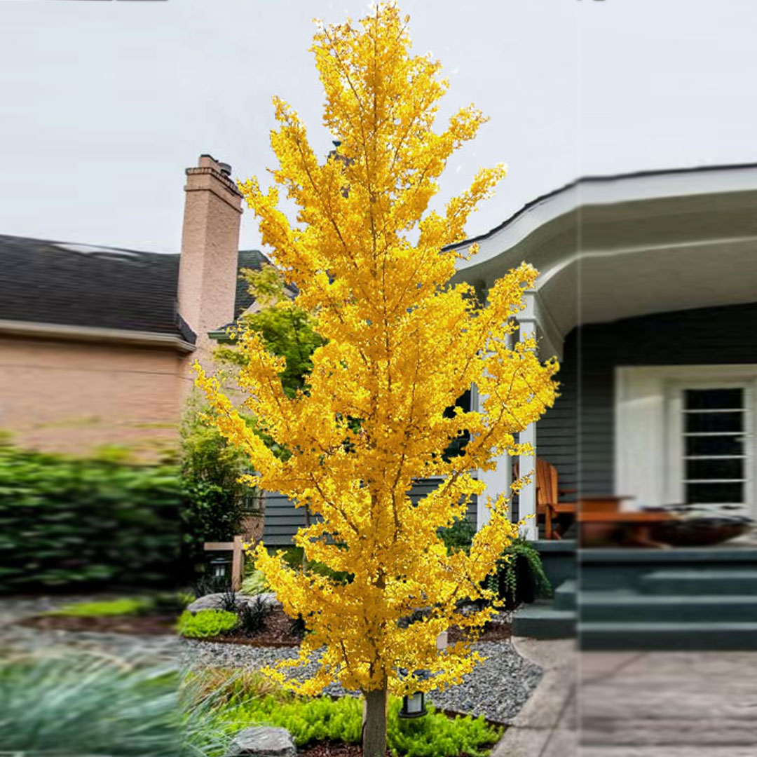 Ginko dvojlaločné princeton sentry | záhradníctvo garden team Ginko dvojlaločné princeton sentry