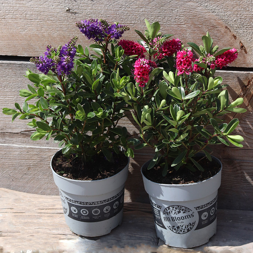Hebe all blooms | záhradníctvo garden team Hebe all blooms
