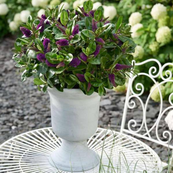 Hebe all blooms lila | záhradníctvo garden team Hebe all blooms lila