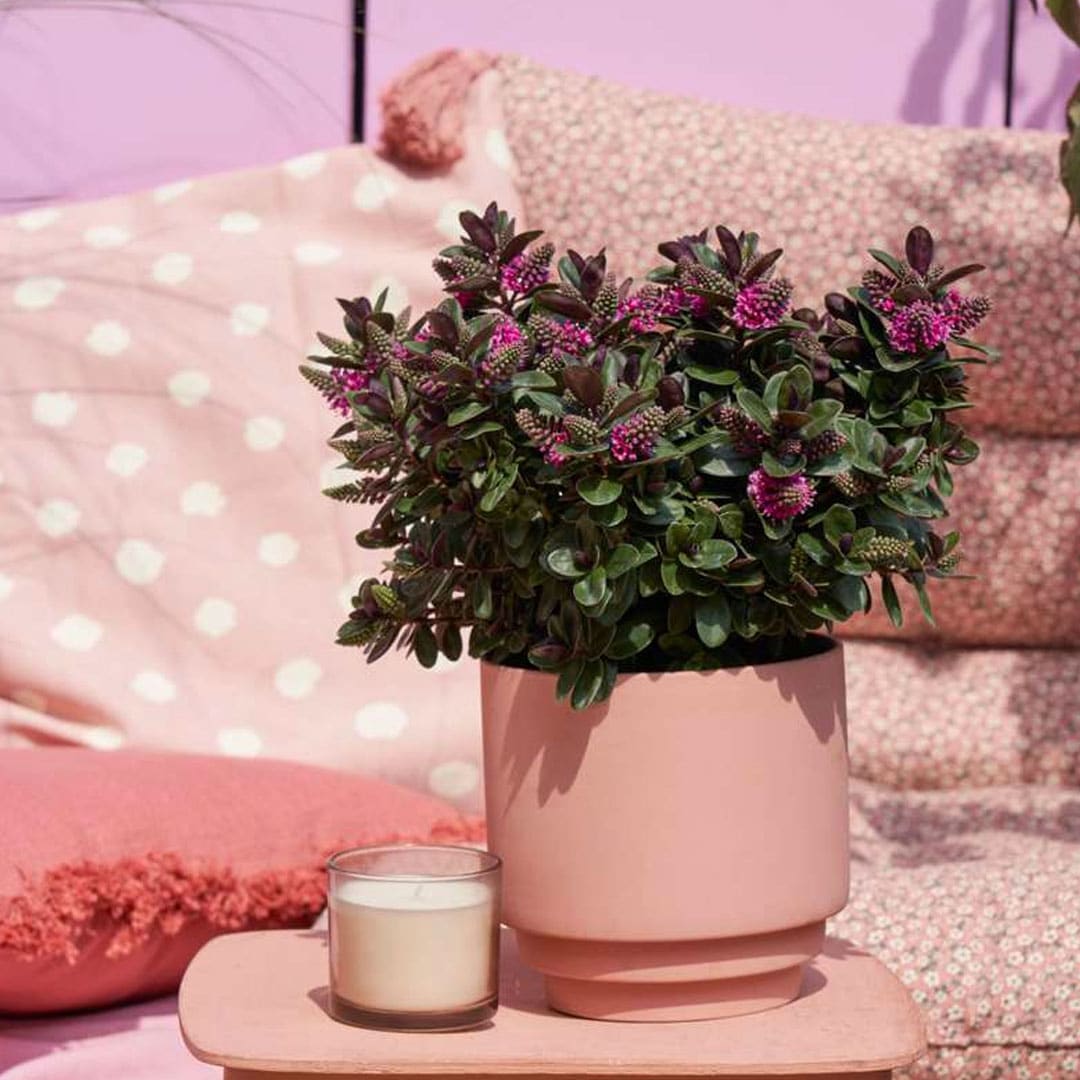 Hebe all blooms pink | záhradníctvo garden team Hebe all blooms pink