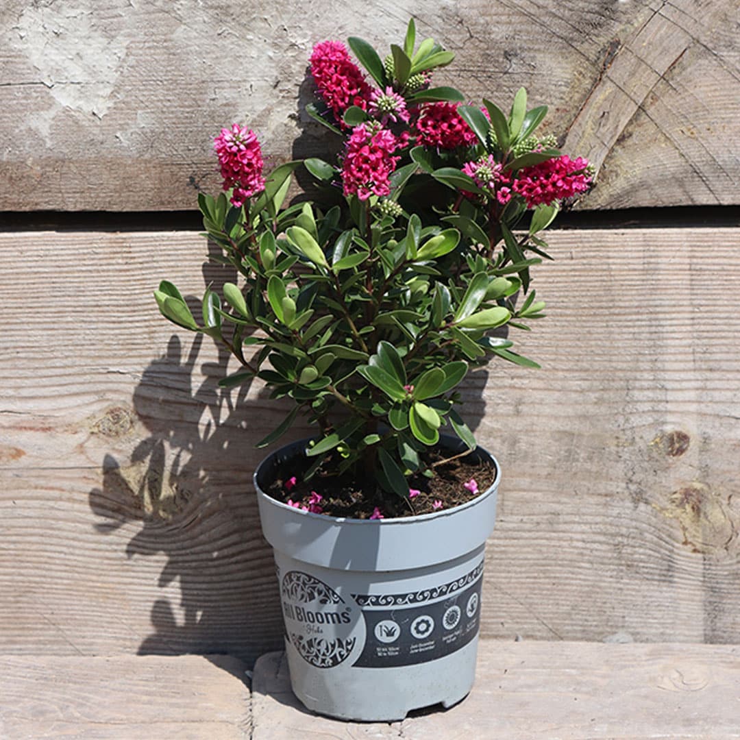 Hebe all blooms pink | záhradníctvo garden team Hebe all blooms pink