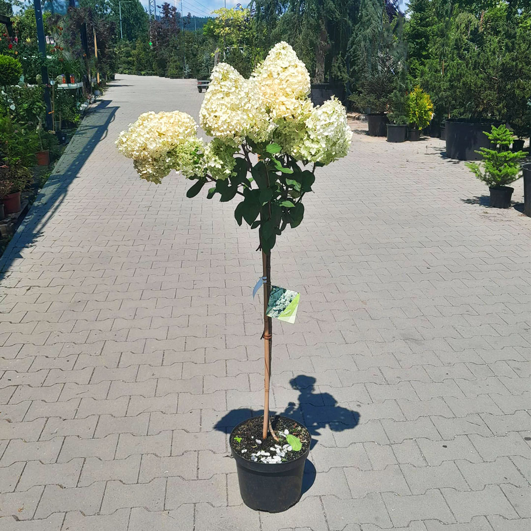 Hortenzia na kmienku bobo | záhradníctvo garden team Hortenzia na kmienku bobo