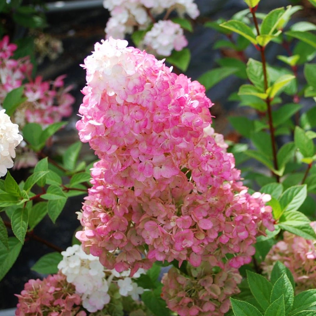 Hortenzia metlinatá sundae fraise | záhradníctvo garden team Hortenzia metlinatá sundae fraise