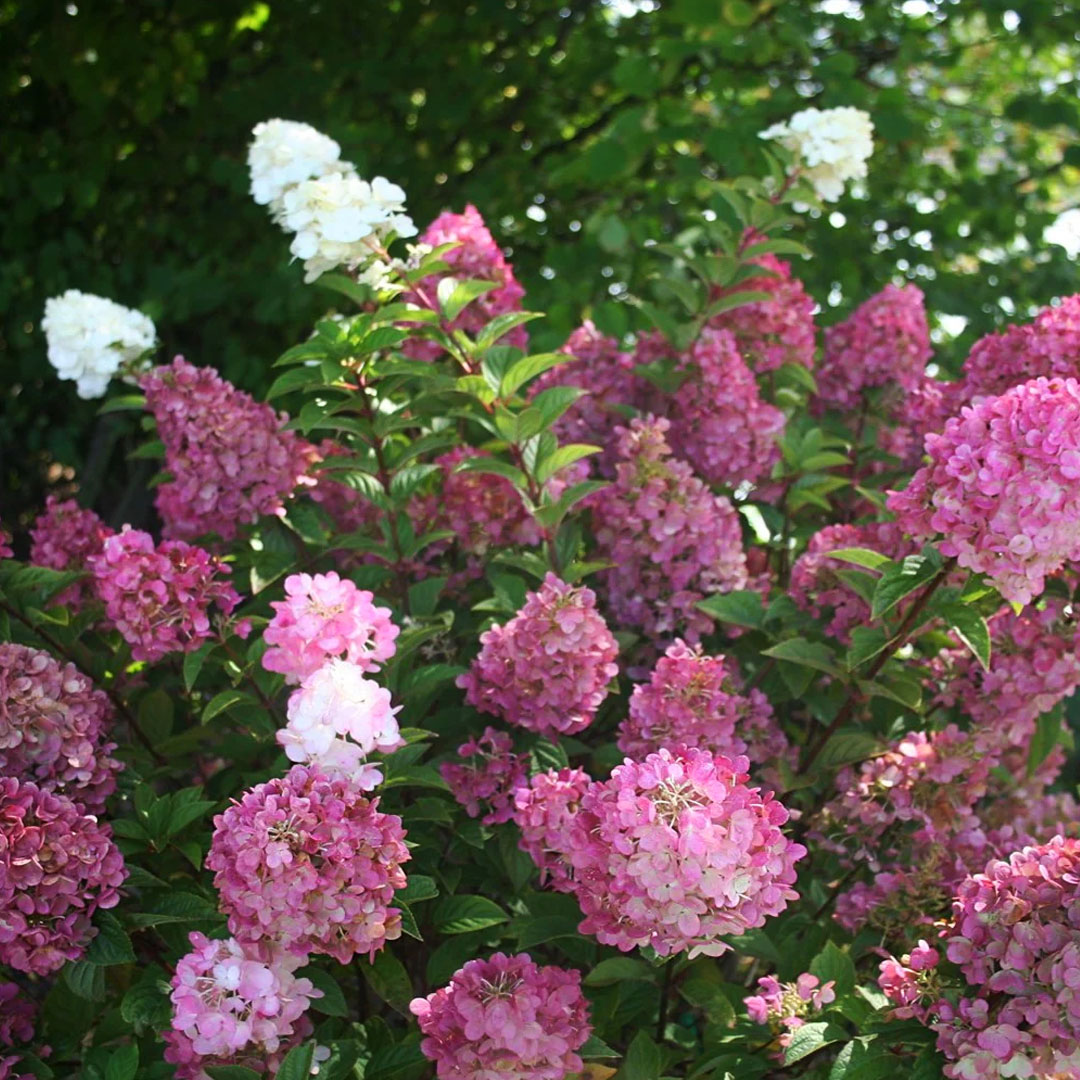 Hortenzia metlinatá sundae fraise | záhradníctvo garden team Hortenzia metlinatá sundae fraise