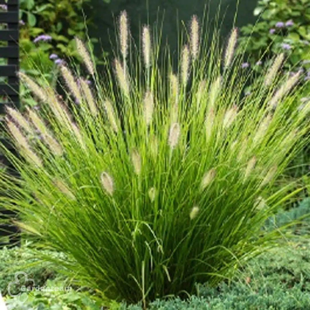 Perovec psiarkovitý hameln | záhradníctvo garden team Perovec psiarkovitý hameln