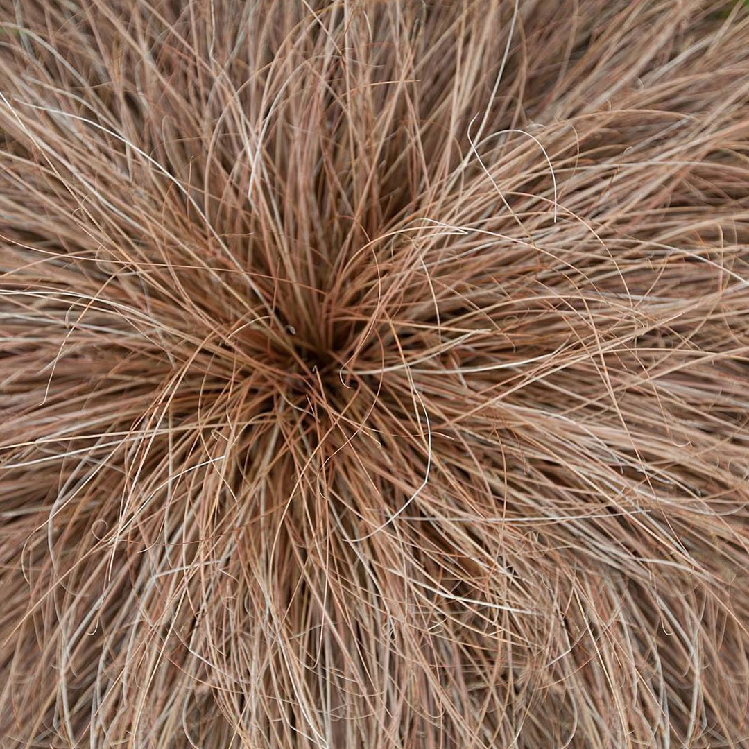 Carex bronze form | záhradníctvo garden team Carex bronze form