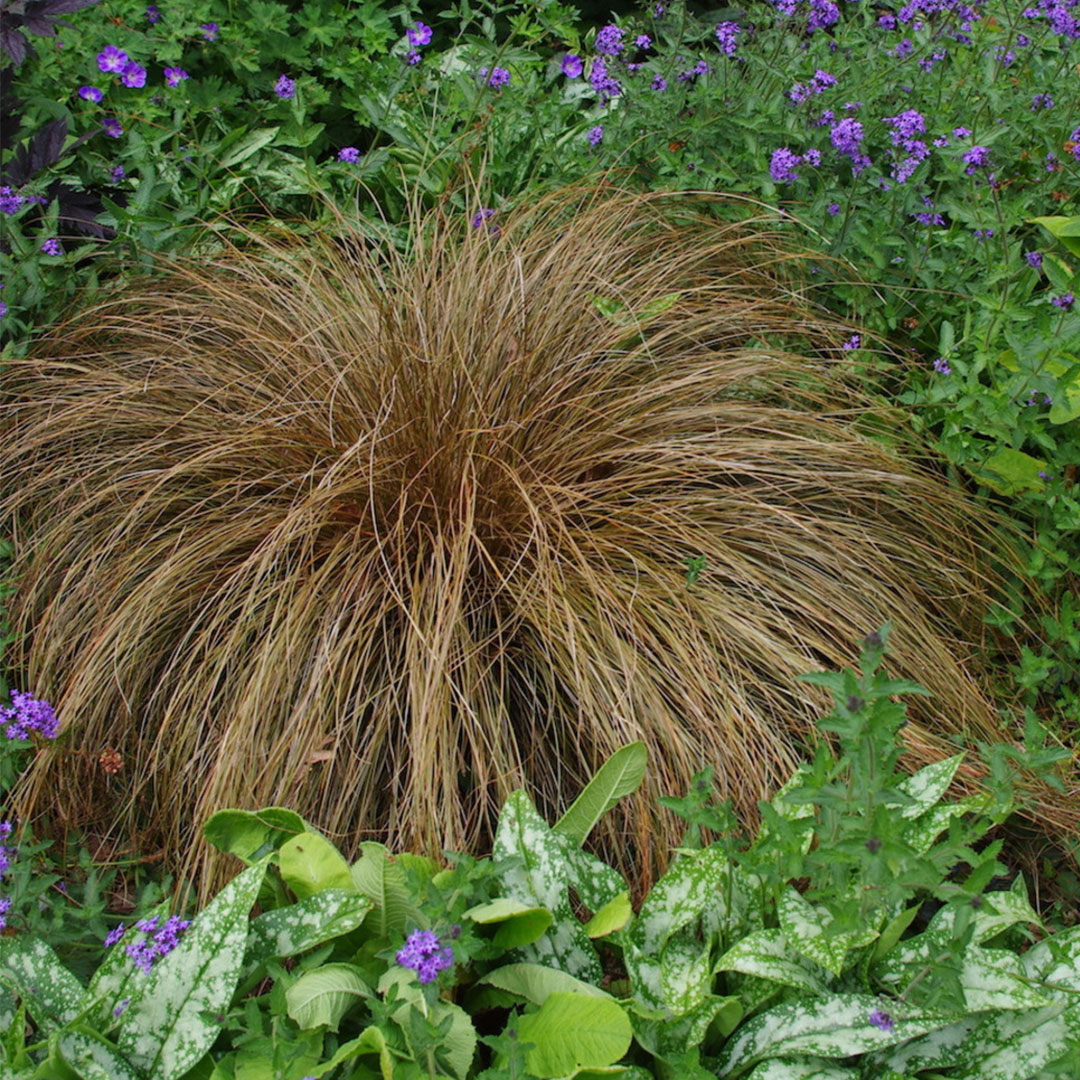 Carex bronze form | záhradníctvo garden team Carex bronze form