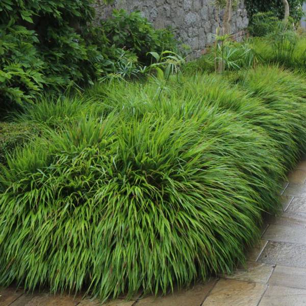 Hakonechloa macra | záhradníctvo garden team Hakonechloa macra