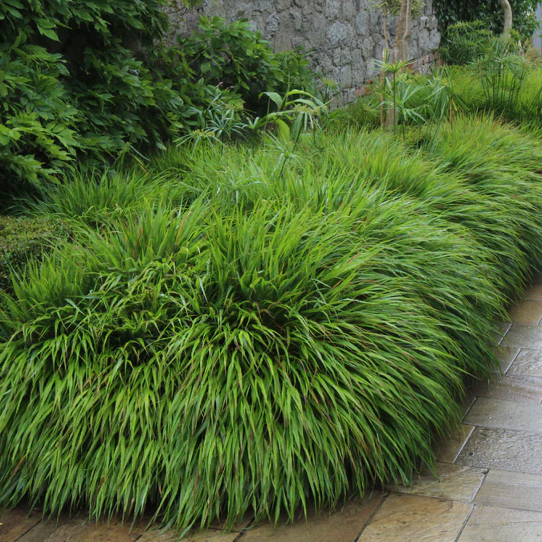 Hakonechloa macra | záhradníctvo garden team Hakonechloa macra