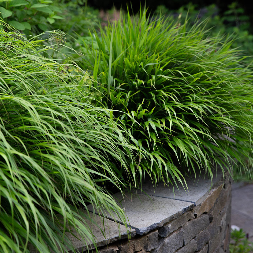 Hakonechloa macra | záhradníctvo garden team Hakonechloa macra