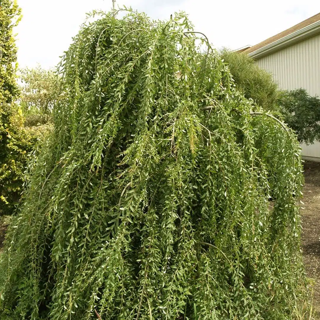 Vŕba salix integra na kmienku | záhradníctvo garden team Vŕba salix integra na kmienku