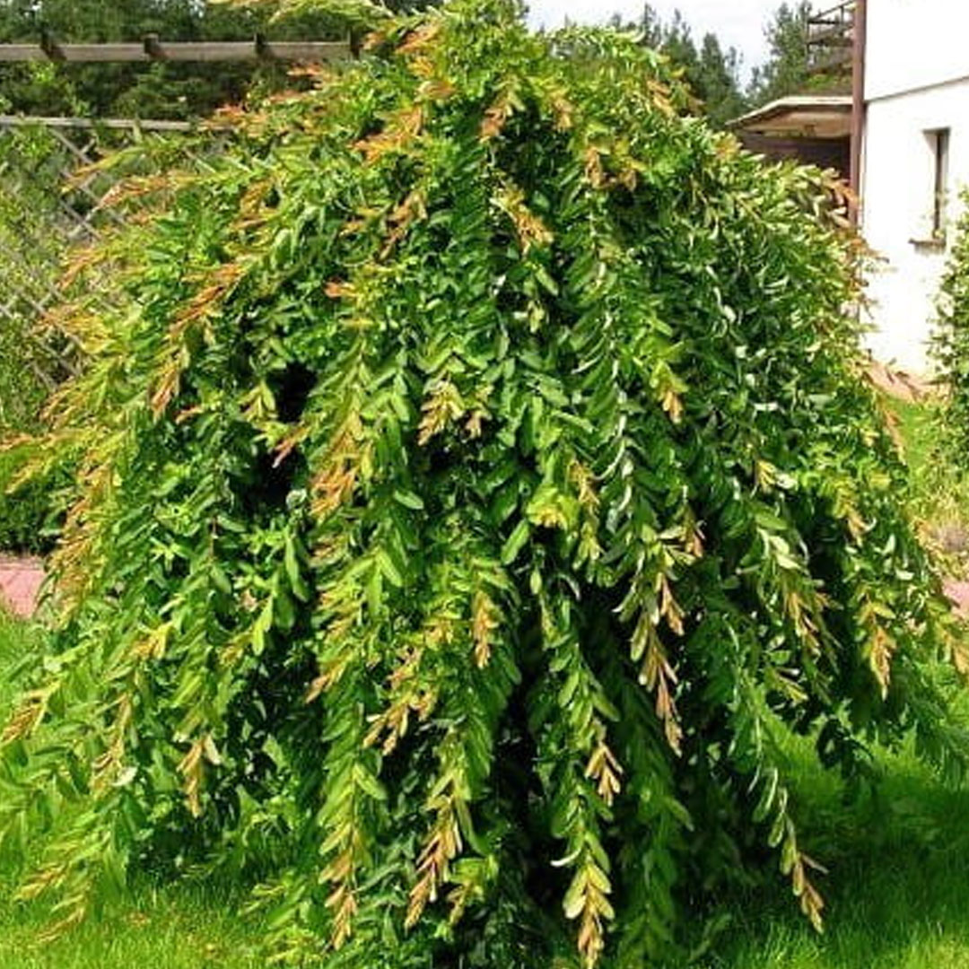 Vŕba salix integra na kmienku | záhradníctvo garden team Vŕba salix integra na kmienku