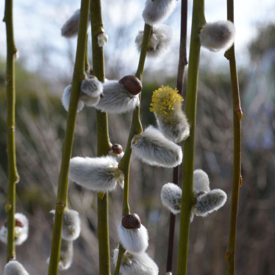 Vŕba salix integra na kmienku | záhradníctvo garden team Vŕba salix integra na kmienku