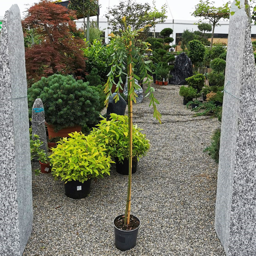 Vŕba salix integra na kmienku | záhradníctvo garden team Vŕba salix integra na kmienku