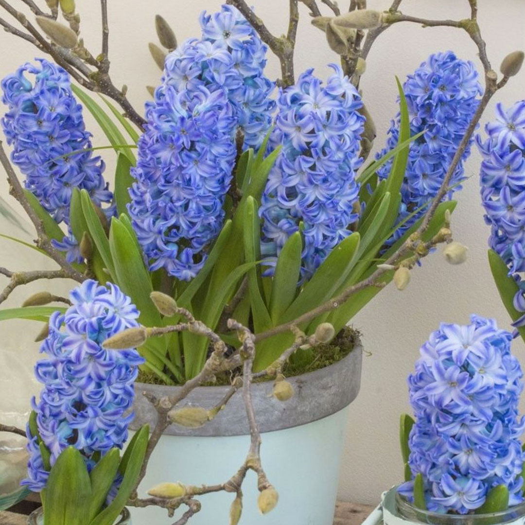 Hyacint aqua 5 cibúľ | záhradníctvo garden team Hyacint aqua 5 cibúľ