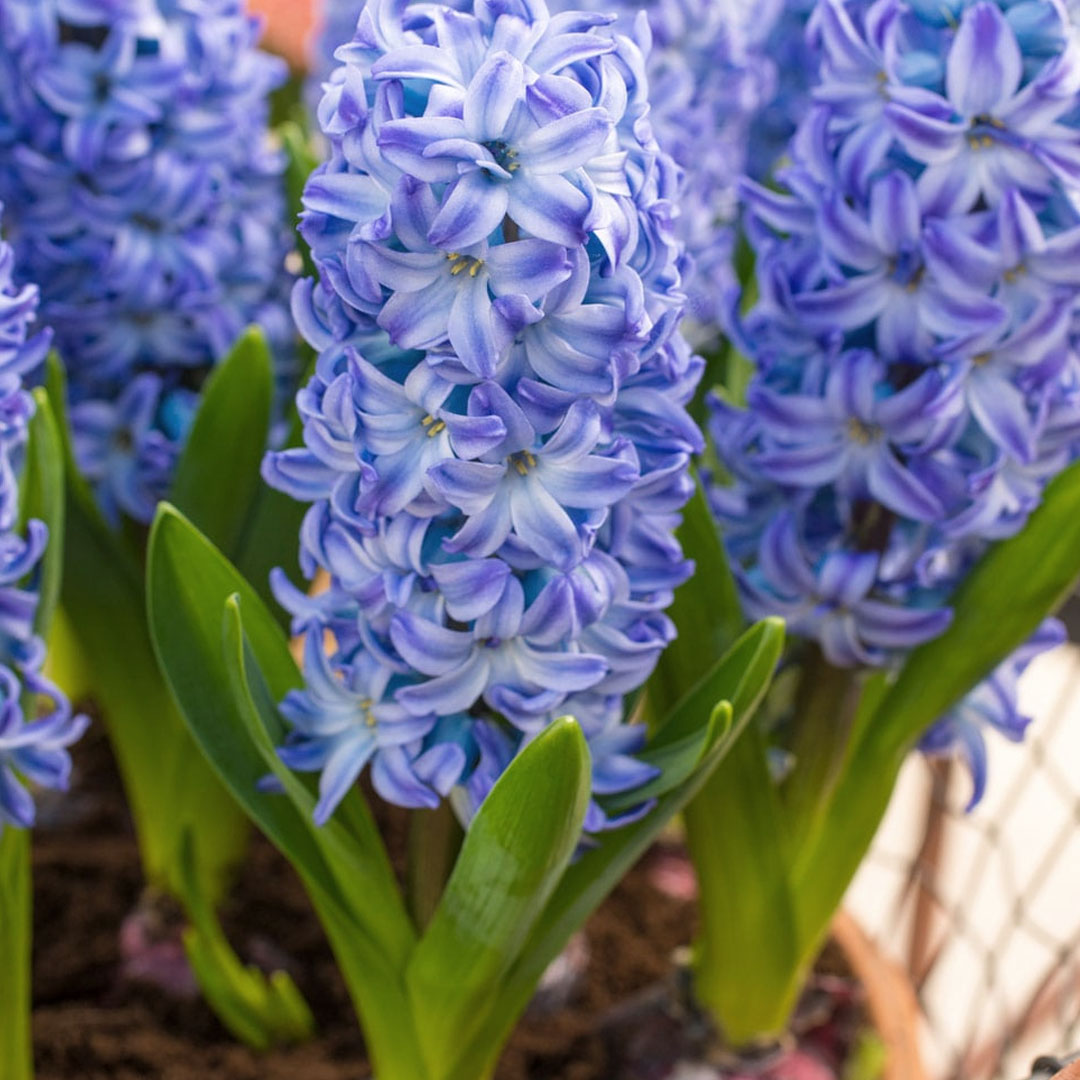 Hyacint aqua 5 cibúľ | záhradníctvo garden team Hyacint aqua 5 cibúľ