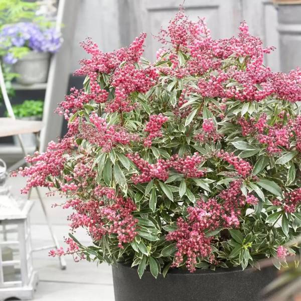 Pieris japonský passion