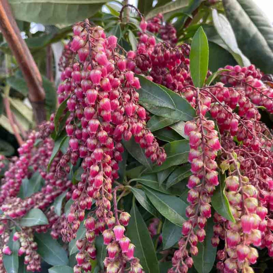 Pieris japonský passion | záhradníctvo garden team Pieris japonský passion