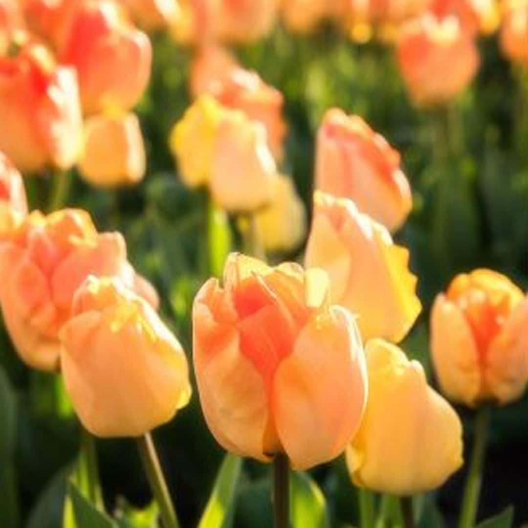 Tulipán daydream 7 cibúľ | záhradníctvo garden team Tulipán daydream 7 cibúľ