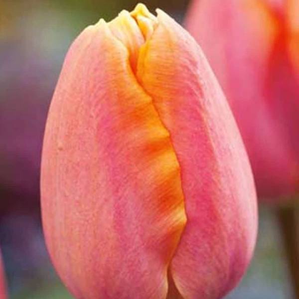 Tulipán apricot favourite 7 cibúľ | záhradníctvo garden team Tulipán apricot favourite 7 cibúľ