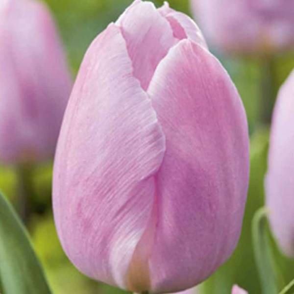 Tulipán candy prince 10 cibúľ