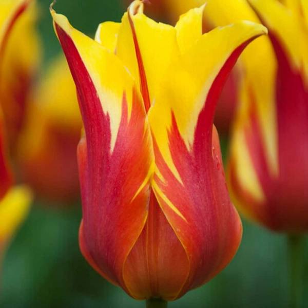 Tulipán fire wings 7 cibúľ | záhradníctvo garden team Tulipán fire wings 7 cibúľ
