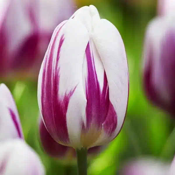 Tulipán flaming flag 10 cibúľ | záhradníctvo garden team Tulipán flaming flag 10 cibúľ