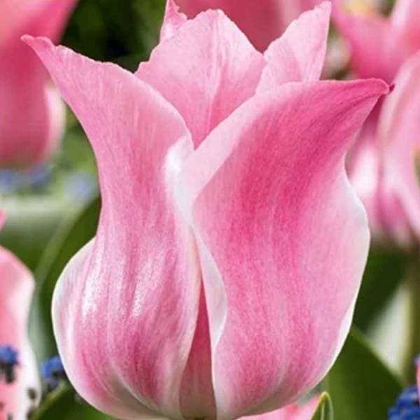 Tulipán miss elegance 7 cibúľ