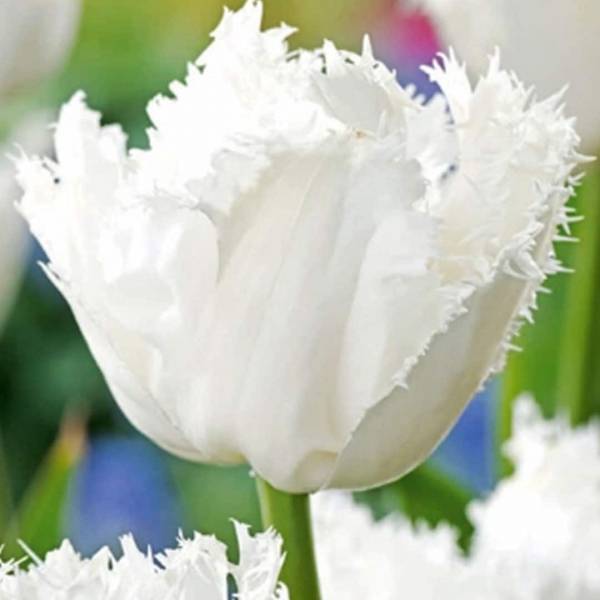 Tulipán noordeinde 7 cibúľ