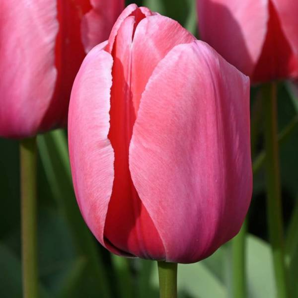 Tulipán pink impression 10 cibúľ