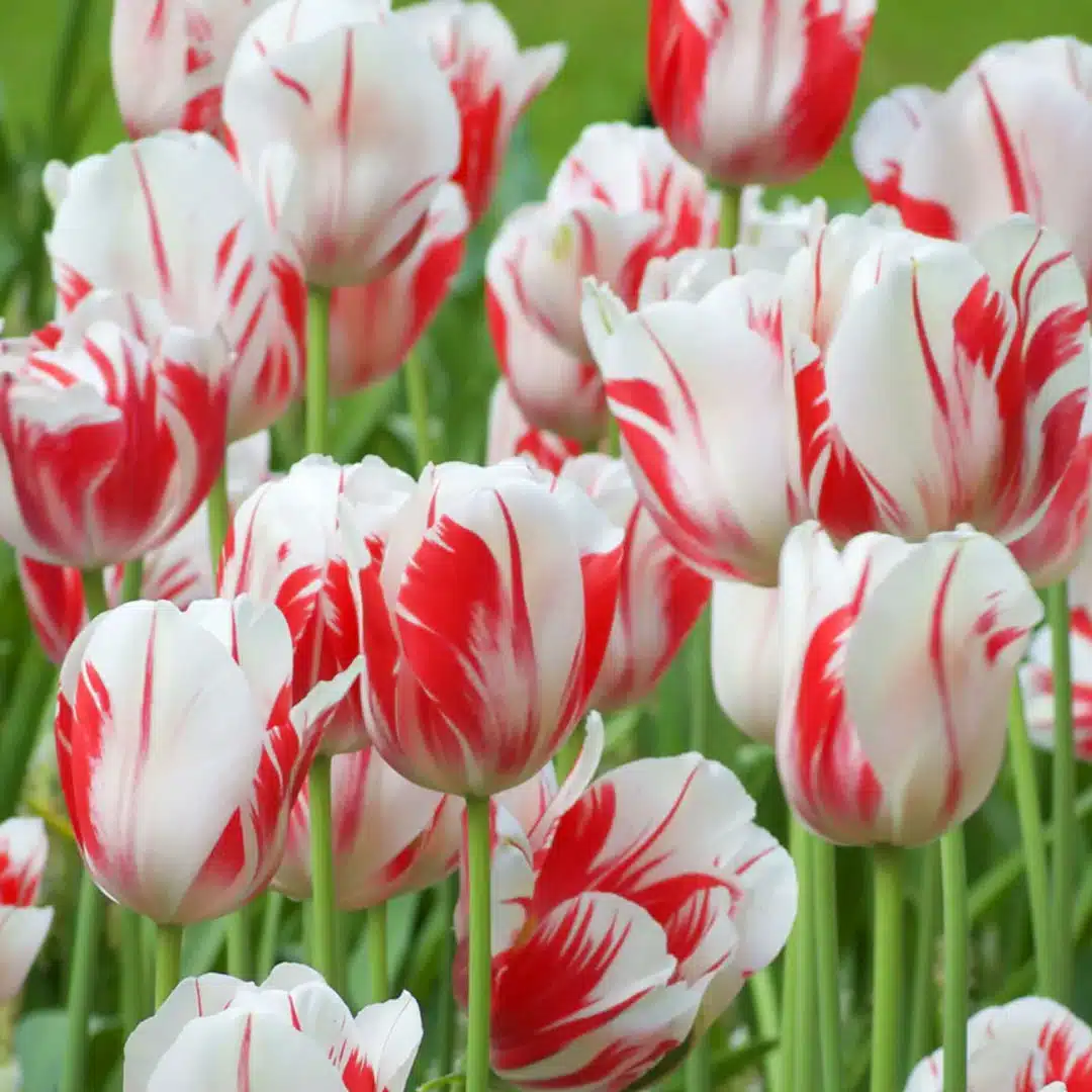 Tulipán sorbet 7 cibúľ | záhradníctvo garden team Tulipán sorbet 7 cibúľ