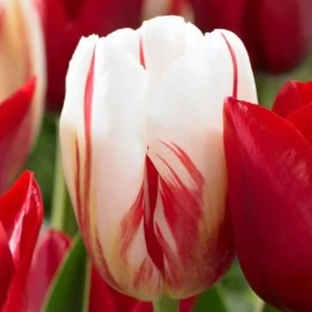 Tulipán sorbet 7 cibúľ | záhradníctvo garden team Tulipán sorbet 7 cibúľ