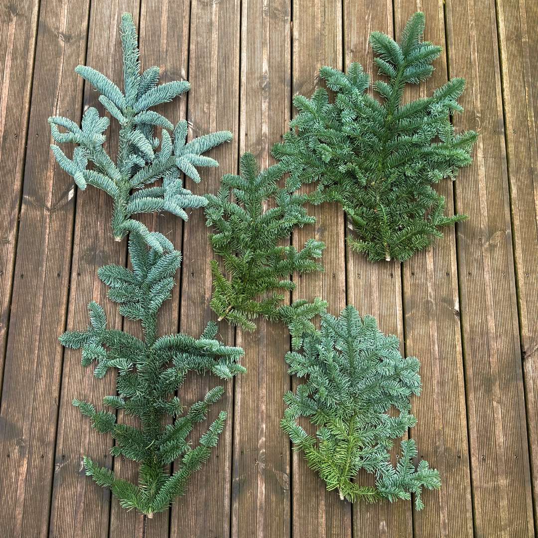 Zväzok živej čečiny abies nobilis | záhradníctvo garden team Zväzok živej čečiny abies nobilis