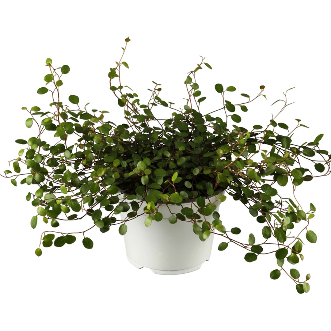 Muehlenbeckia complexa | záhradníctvo garden team Muehlenbeckia complexa