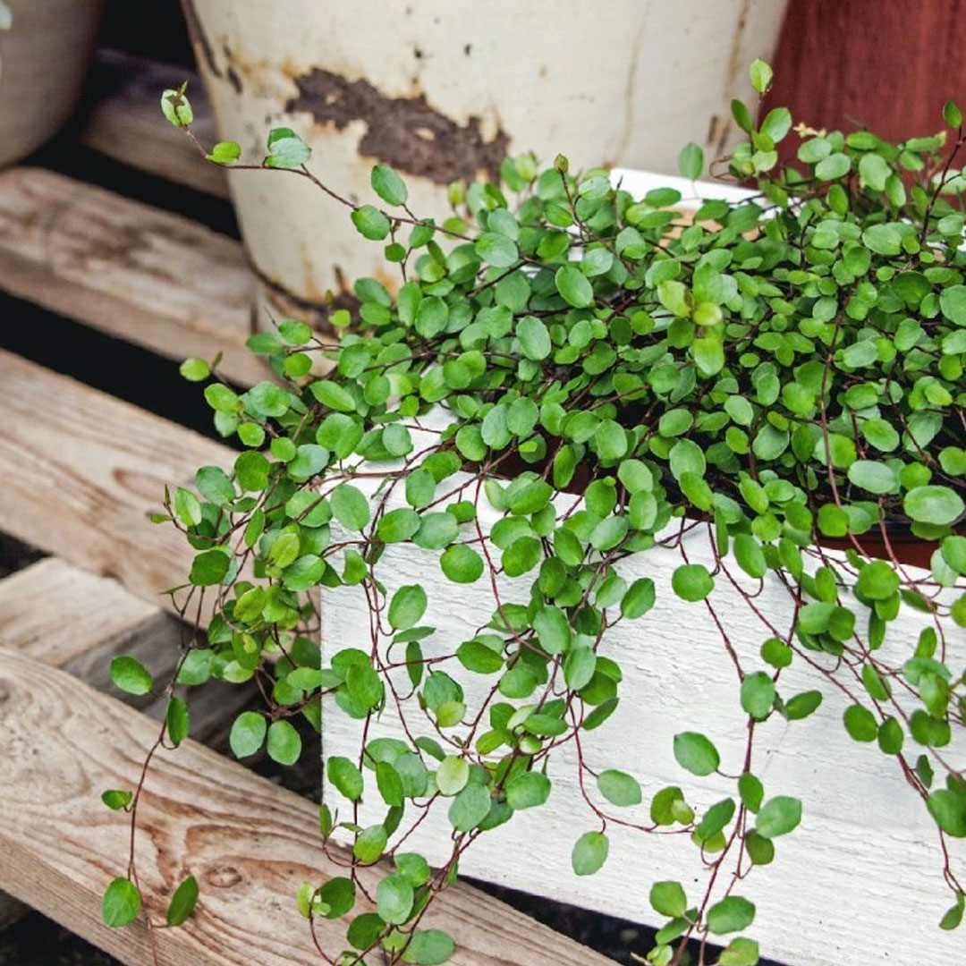 Muehlenbeckia complexa | záhradníctvo garden team Muehlenbeckia complexa