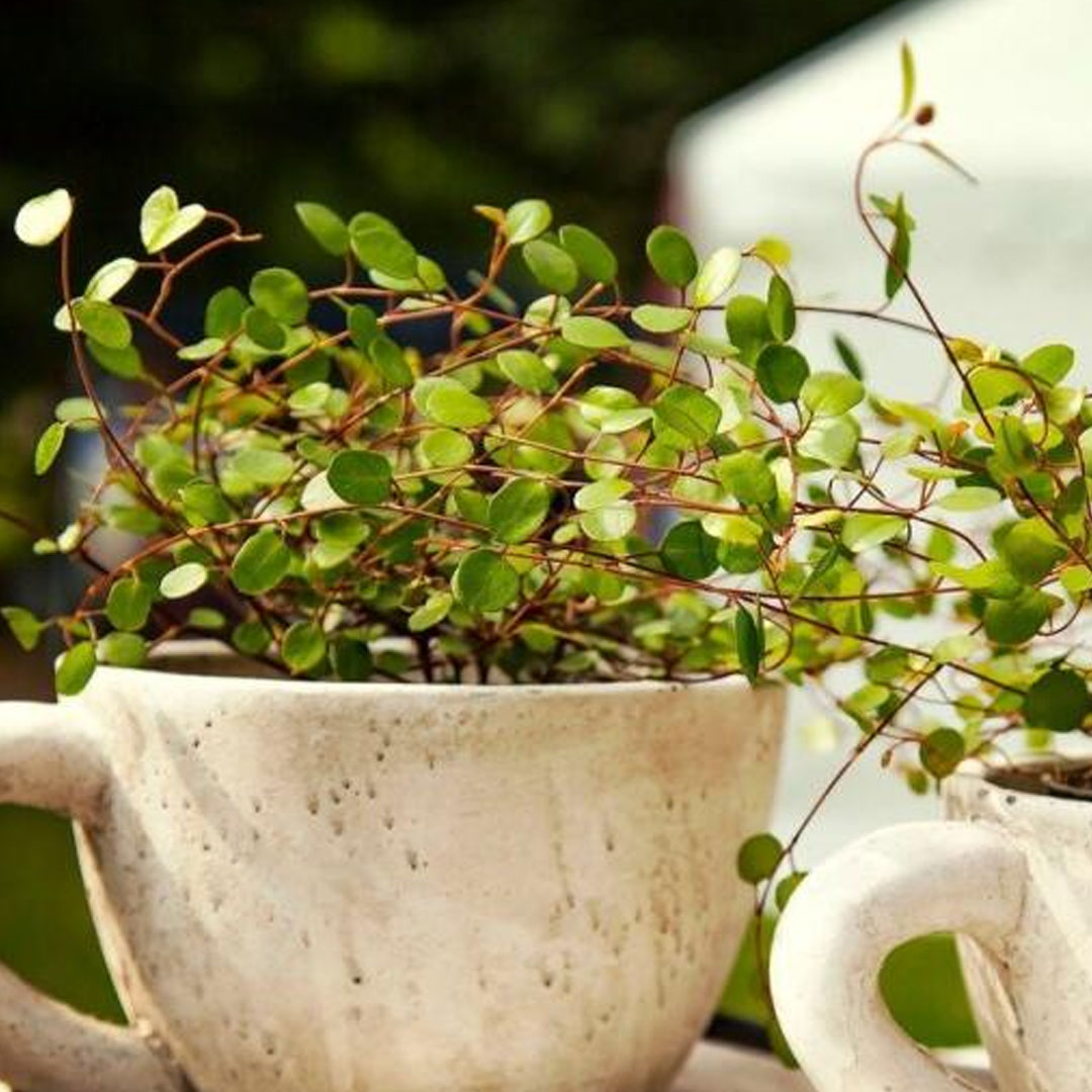 Muehlenbeckia complexa | záhradníctvo garden team Muehlenbeckia complexa