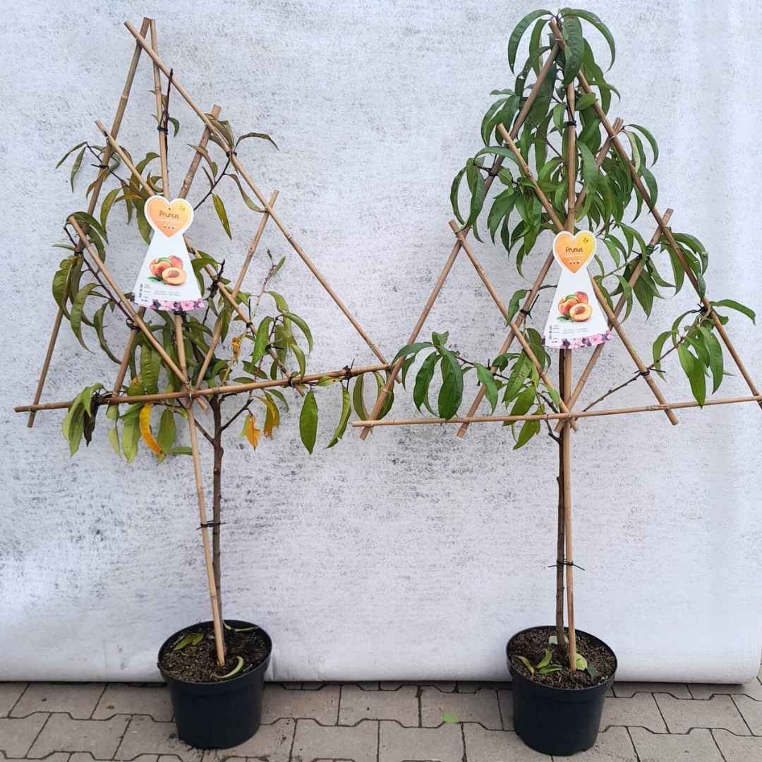 Nektarinka špalierová flavortop | záhradníctvo garden team Nektarinka špalierová flavortop