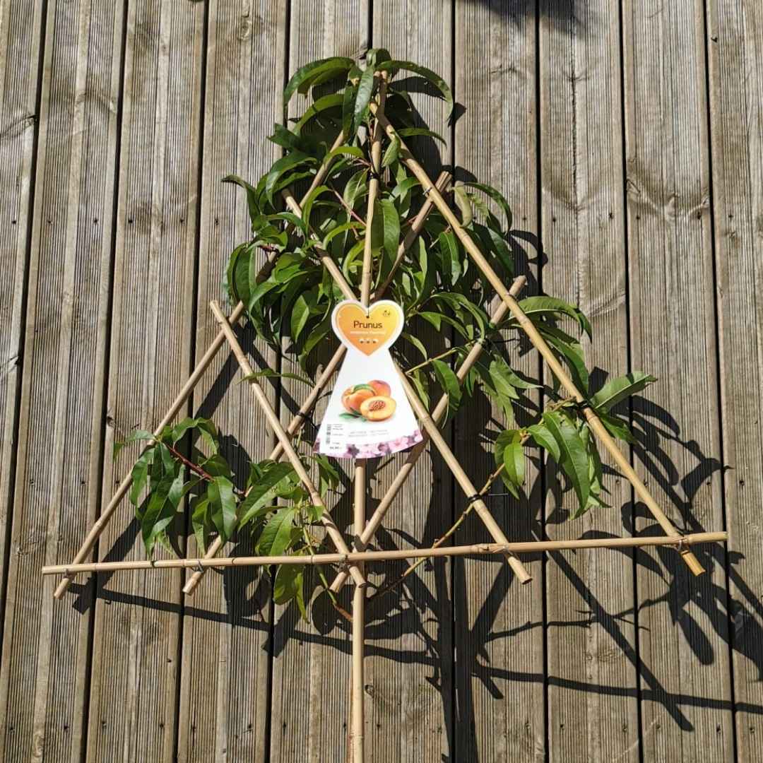 Nektarinka špalierová flavortop | záhradníctvo garden team Nektarinka špalierová flavortop