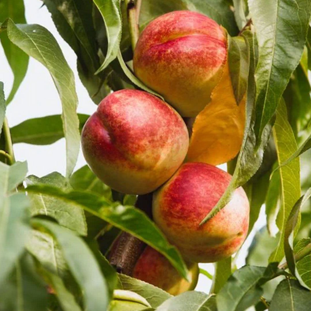 Nektarinka špalierová flavortop | záhradníctvo garden team Nektarinka špalierová flavortop