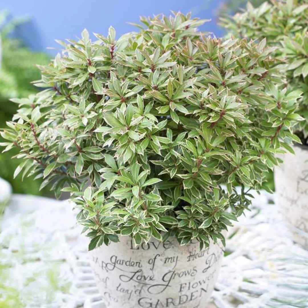 Pieris japonský little heath | záhradníctvo garden team Pieris japonský little heath