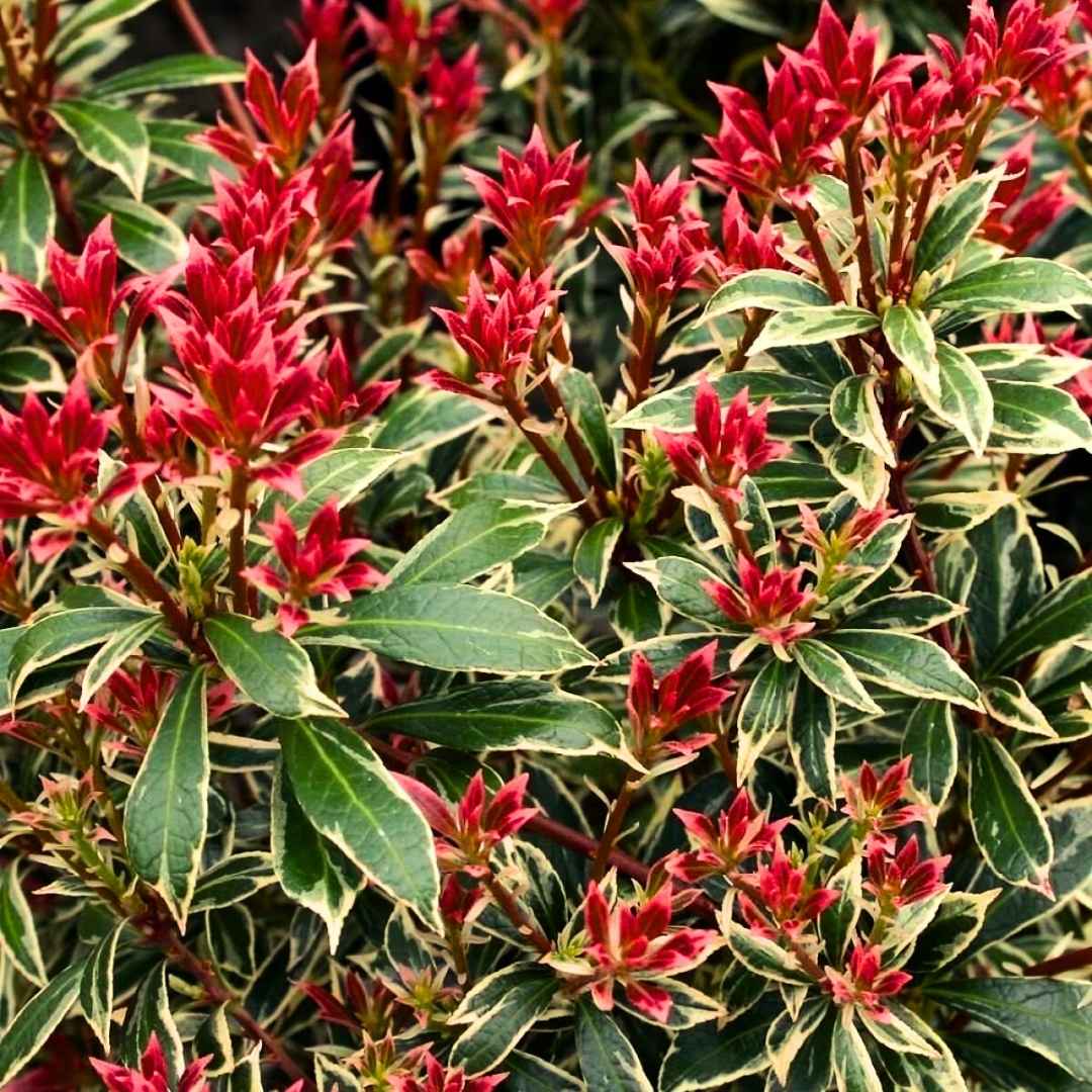 Pieris japonský little heath | záhradníctvo garden team Pieris japonský little heath