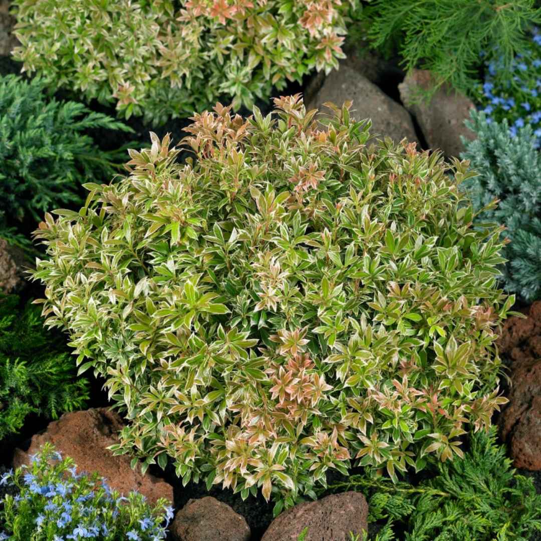 Pieris japonský little heath | záhradníctvo garden team Pieris japonský little heath