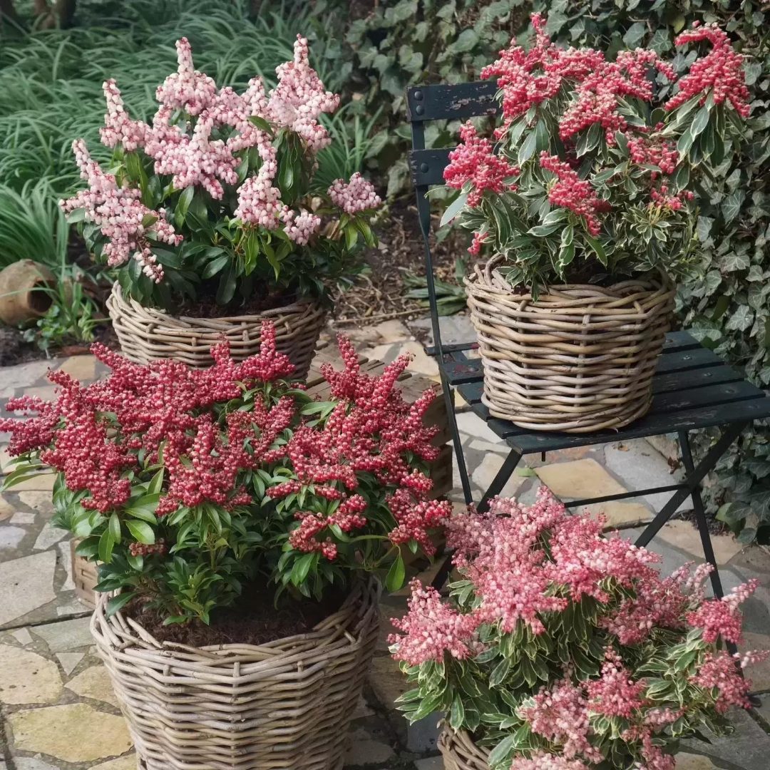Pieris japonský passion | záhradníctvo garden team Pieris japonský passion