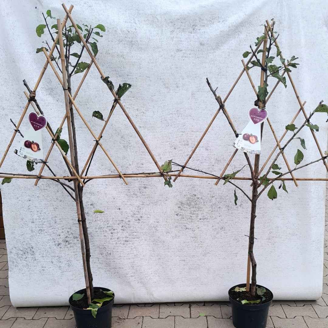 Ringlota špalierová althanova červená | záhradníctvo garden team Ringlota špalierová althanova červená